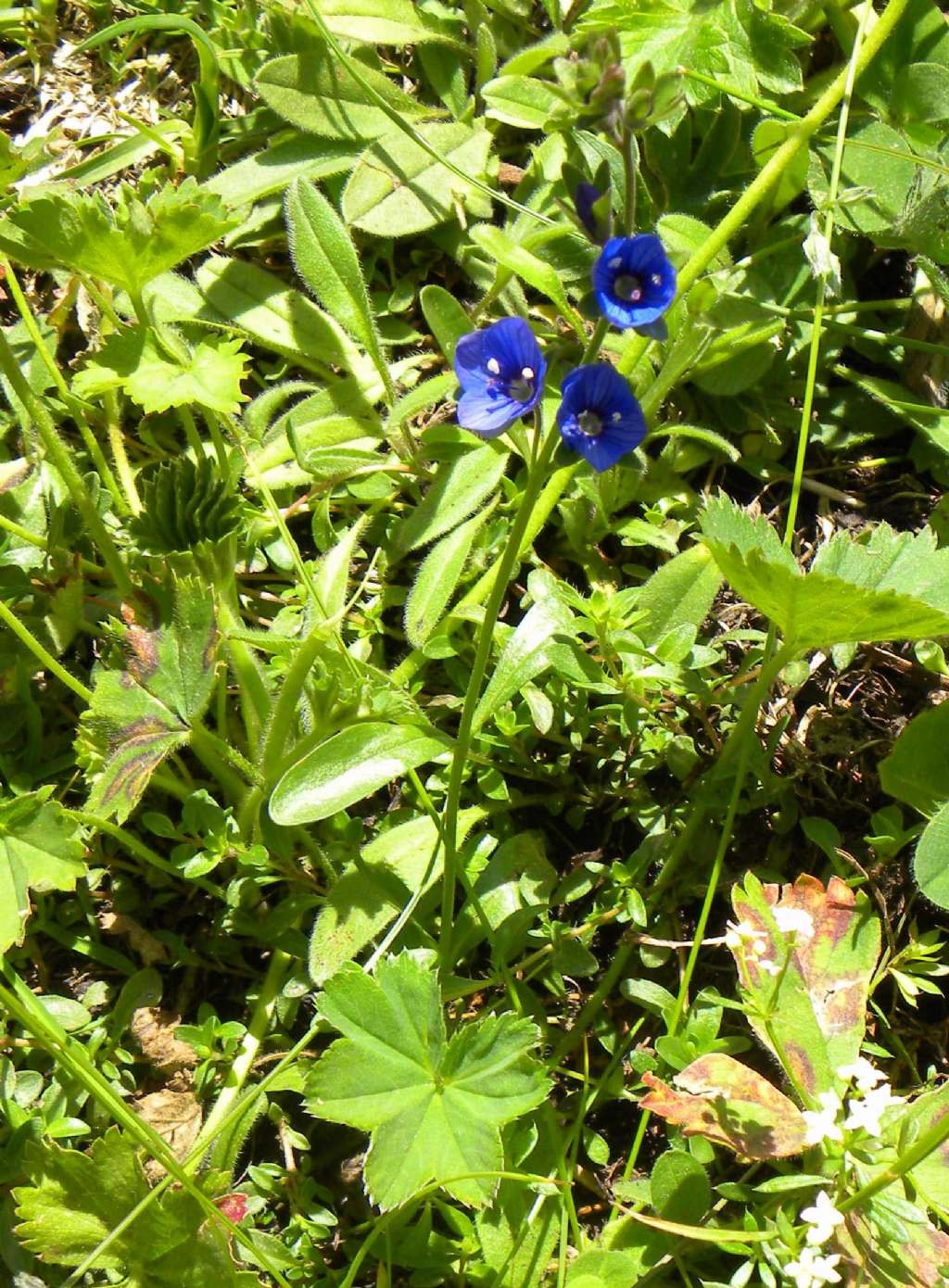 quale Veronica? Veronica fruticans